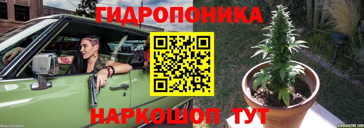 Бошки Шишки план Сунжа
